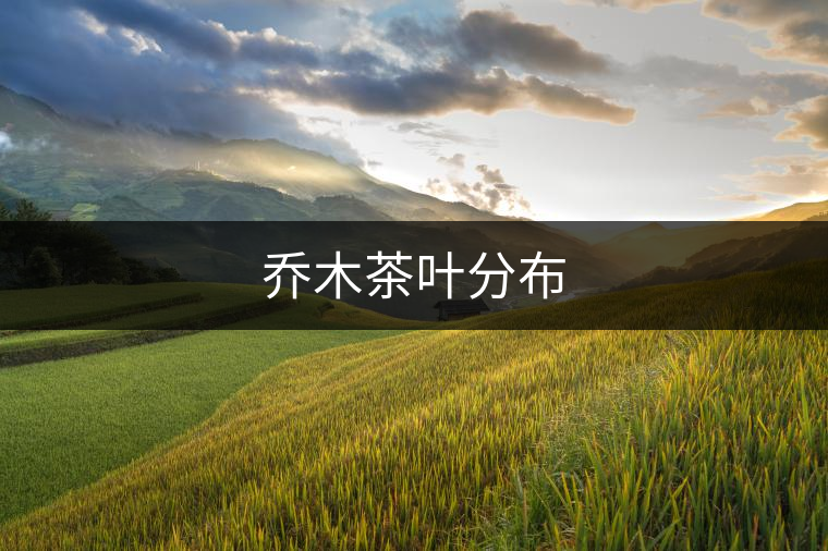 喬木茶葉分布