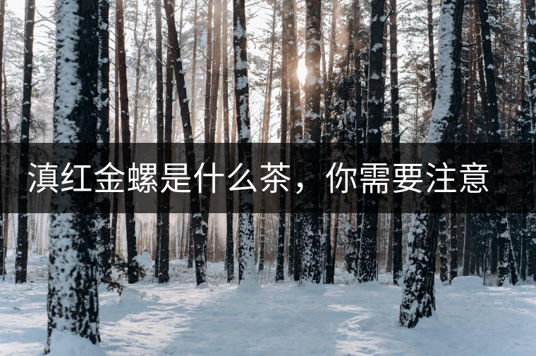 滇紅金螺是什么茶，你需要注意沖泡技巧