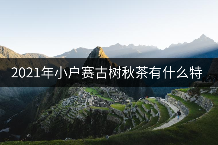 2021年小戶賽古樹秋茶有什么特點(diǎn)？