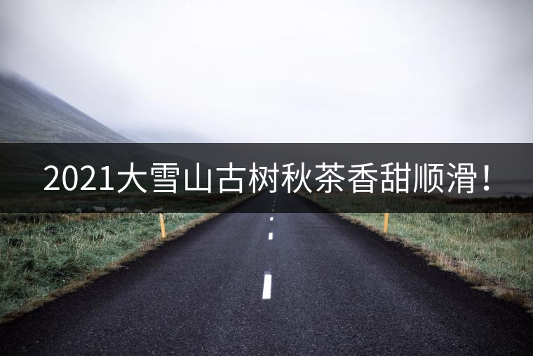 2021大雪山古樹秋茶香甜順滑！