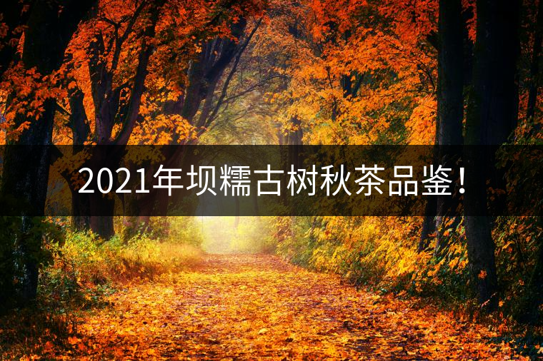 2021年壩糯古樹(shù)秋茶品鑒！