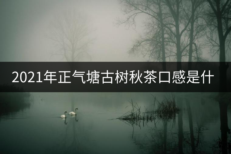 2021年正氣塘古樹秋茶口感是什么？