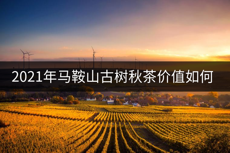 2021年馬鞍山古樹秋茶價(jià)值如何？