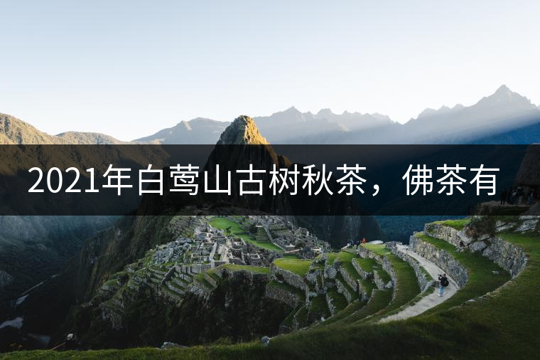 2021年白鶯山古樹秋茶，佛茶有什么魅力？