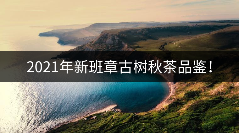 2021年新班章古樹(shù)秋茶品鑒！