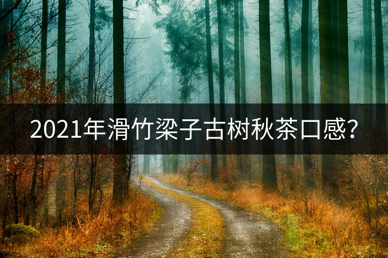 2021年滑竹梁子古樹(shù)秋茶口感？