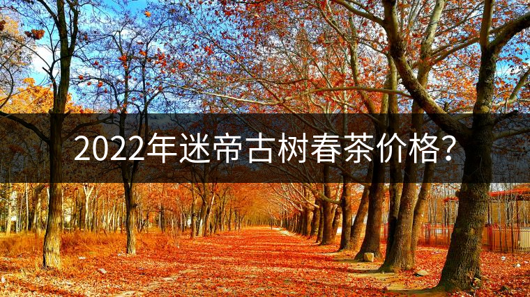 2022年迷帝古樹春茶價格？