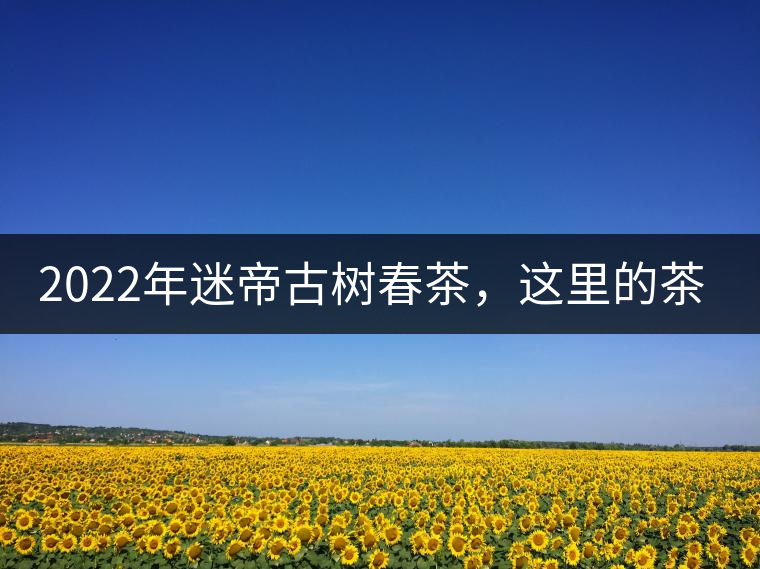 2022年迷帝古樹(shù)春茶，這里的茶 皇帝都著迷