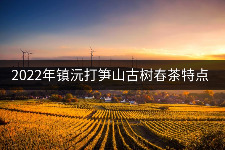 2022年鎮(zhèn)沅打筍山古樹(shù)春茶特點(diǎn)？