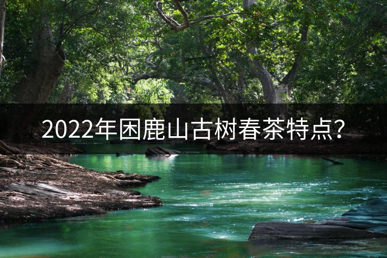 2022年困鹿山古樹春茶特點？