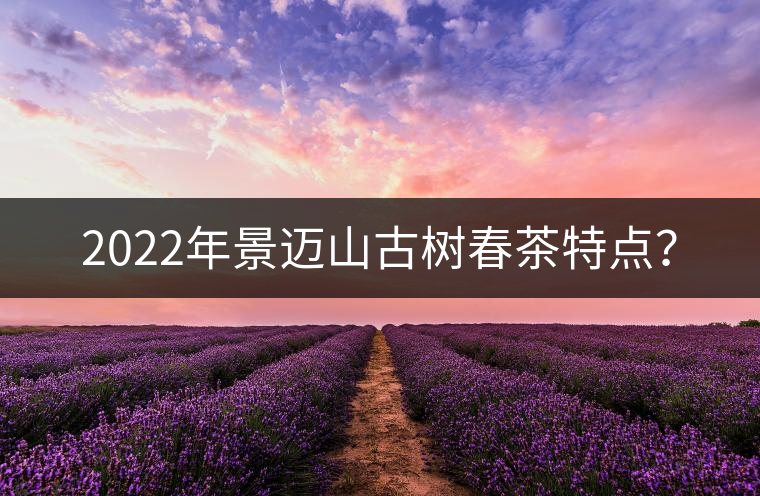 2022年景邁山古樹春茶特點？