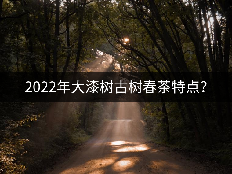 2022年大漆樹古樹春茶特點(diǎn)？