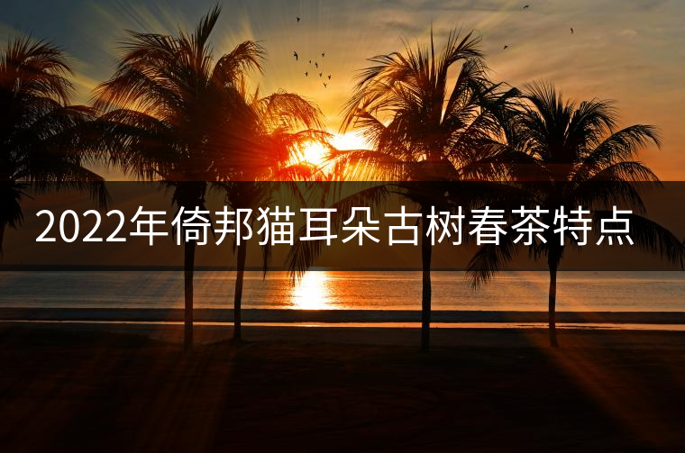 2022年倚邦貓耳朵古樹春茶特點(diǎn)？