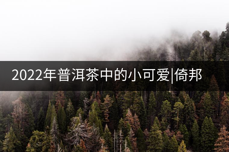 2022年普洱茶中的小可愛|倚邦貓耳朵 2022年普洱茶中的小可愛|倚邦貓耳朵