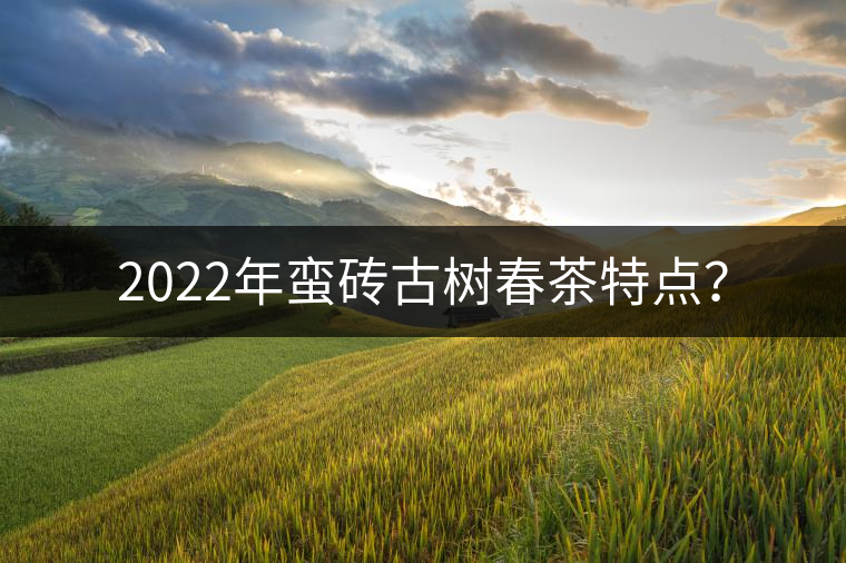 2022年蠻磚古樹春茶特點？