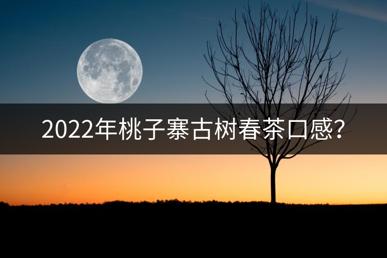 2022年桃子寨古樹春茶口感？