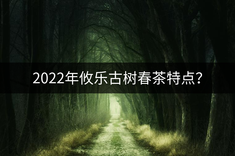 2022年攸樂古樹春茶特點？