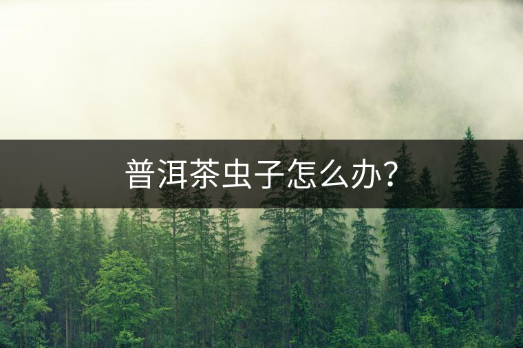 普洱茶蟲子怎么辦? 普洱茶蟲子怎么辦?
