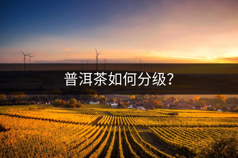 普洱茶如何分級？