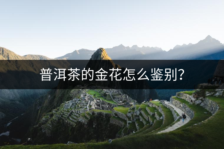 普洱茶的金花怎么鑒別？
