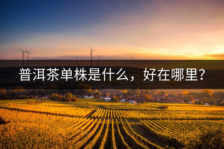 普洱茶單株是什么，好在哪里？