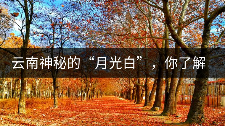 云南神秘的“月光白”，你了解多少？