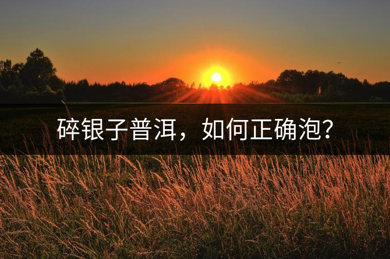 碎銀子普洱，如何正確泡？