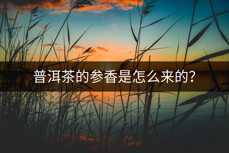 普洱茶的參香是怎么來的？