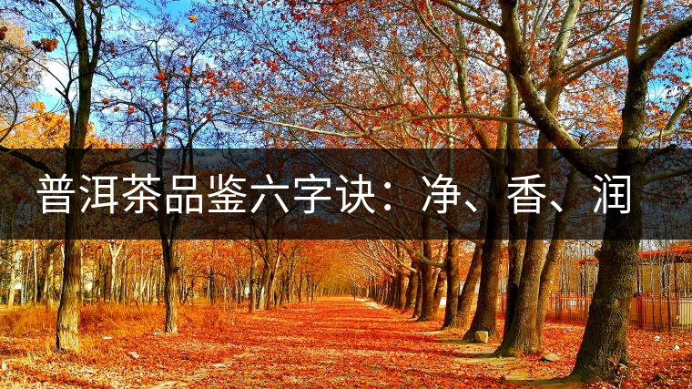普洱茶品鑒六字訣：凈、香、潤(rùn)、厚、甘、甜，帶你體驗(yàn)普洱的魅力