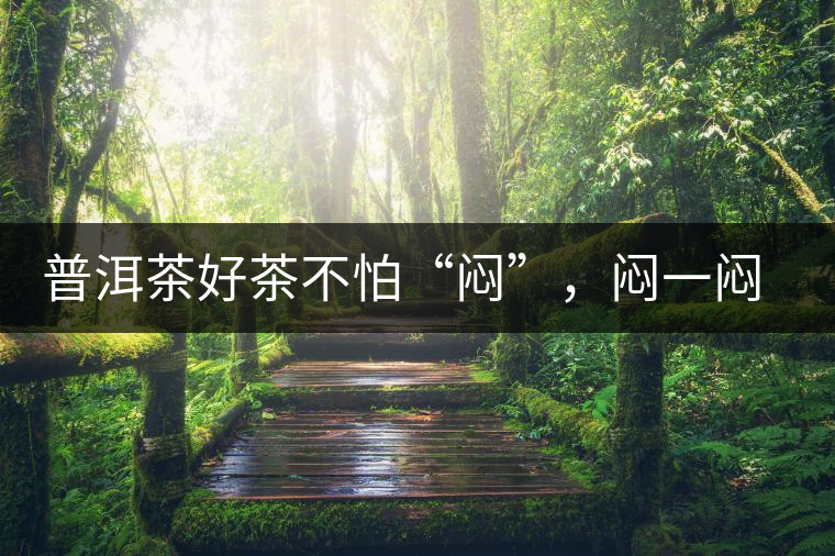 普洱茶好茶不怕“悶”，悶一悶看本味