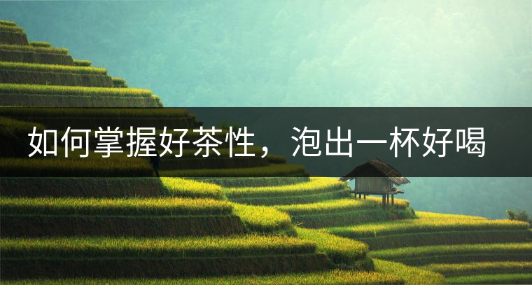 如何掌握好茶性，泡出一杯好喝的普洱熟茶？