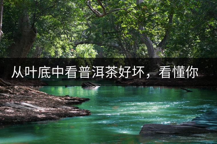 從葉底中看普洱茶好壞，看懂你就是真正的茶界高手！