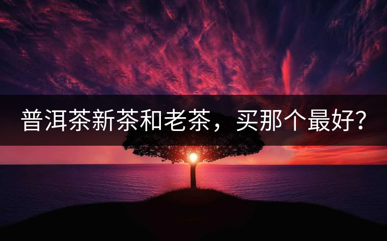 普洱茶新茶和老茶，買那個最好？