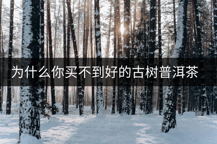 為什么你買不到好的古樹普洱茶？買茶防坑指南，看完就有收獲！