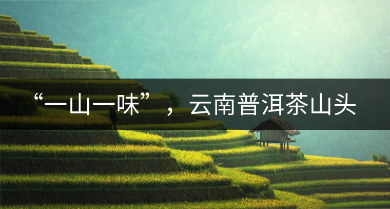 “一山一味”，云南普洱茶山頭茶的真實(shí)意義！