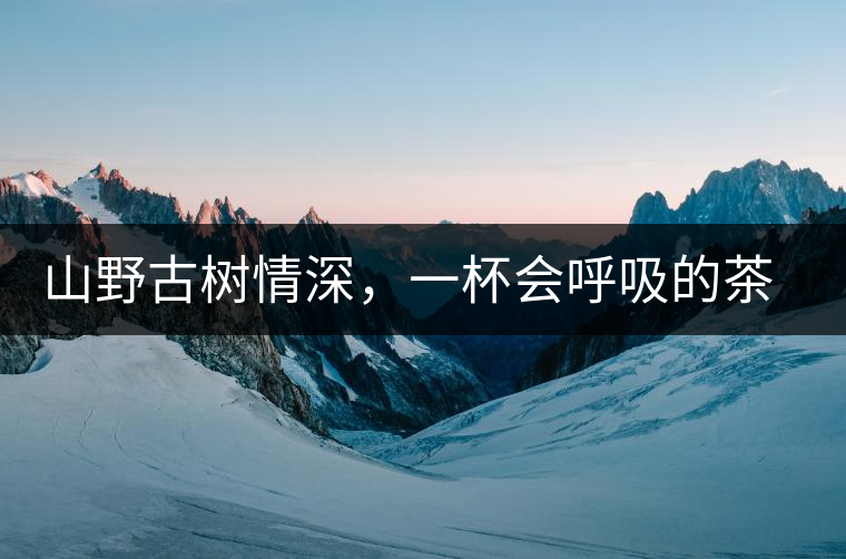 山野古樹情深，一杯會呼吸的茶滋味