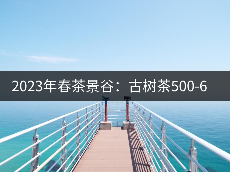 2023年春茶景谷：古樹茶500-600元／公斤，紫芽茶300-480元／公斤，白芽茶1200-2000元／公斤。