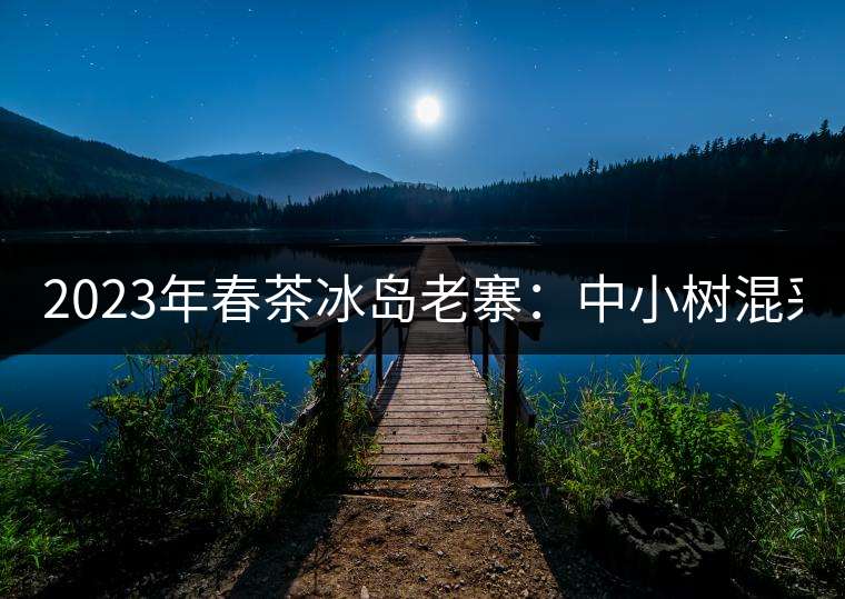 2023年春茶冰島老寨：中小樹混采2500-3000元／公斤，大樹：7000-8000元／公斤，古樹混采：28000-36000元／公斤