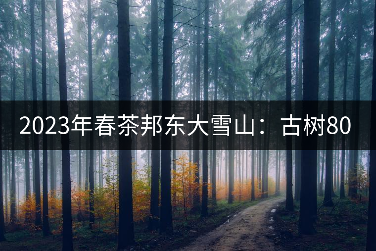 2023年春茶邦東大雪山:古樹800—900元/公斤 2023年春茶邦東大雪山:古樹800—900元/公斤