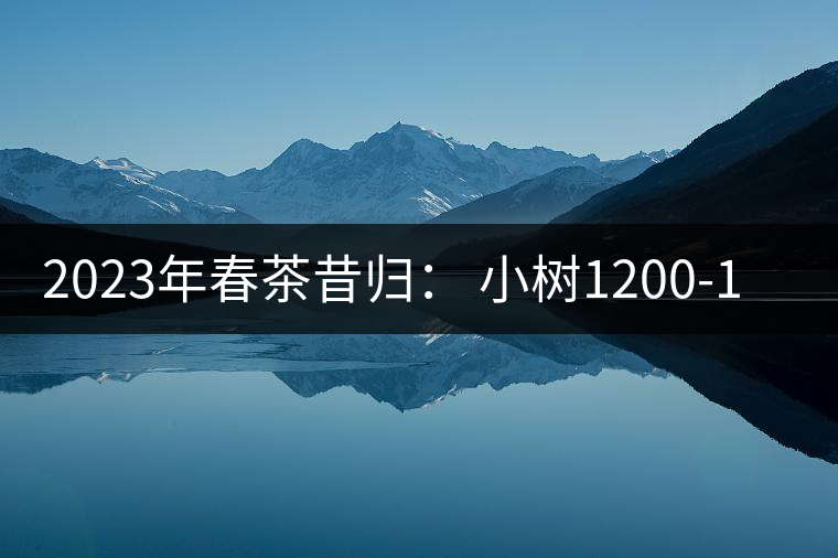 2023年春茶昔歸： 小樹1200-1600元／公斤，大樹4500-5200元／公斤，古樹7500-9000元／公斤.