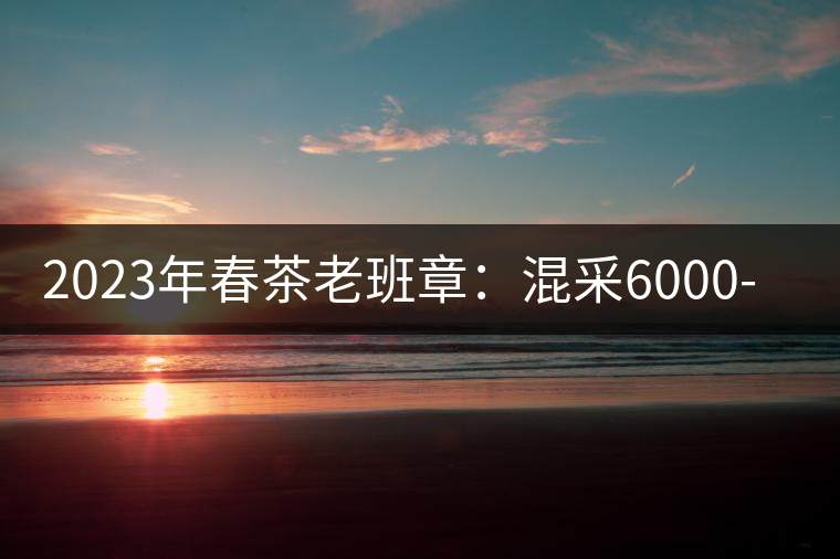 2023年春茶老班章：混采6000-8000元／公斤，挑采：12000元／公斤