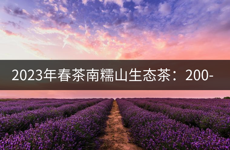 2023年春茶南糯山生態(tài)茶：200-300元／公斤，古樹：900-1500元／公斤