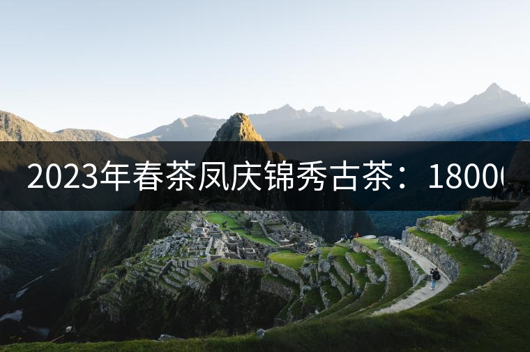 2023年春茶鳳慶錦秀古茶：18000-20000元／公斤