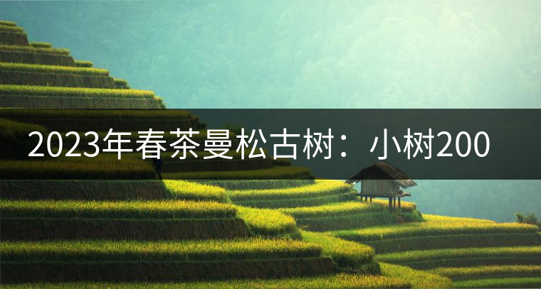 2023年春茶曼松古樹：小樹2000元／公斤，古樹：40000元／公斤