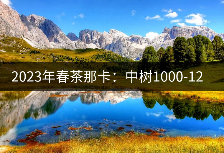 2023年春茶那卡：中樹1000-1200元／公斤，古樹：2000-2400元／公斤