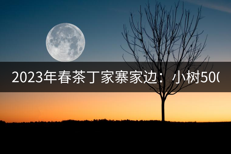 2023年春茶丁家寨家邊：小樹500元／公斤，古樹1500-1600元／公斤