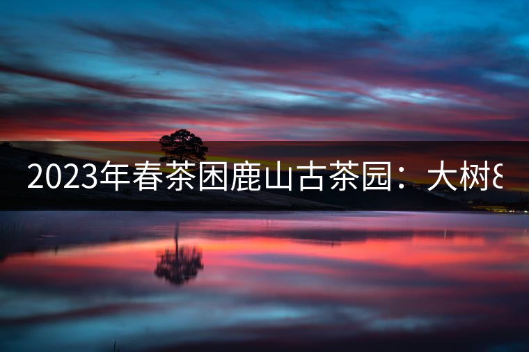 2023年春茶困鹿山古茶園：大樹8000-12000元／公斤，周邊小樹200-300元／公斤