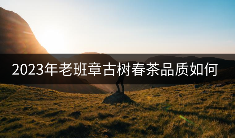 2023年老班章古樹(shù)春茶品質(zhì)如何？