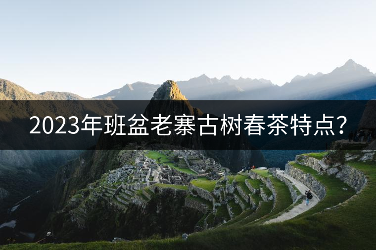 2023年班盆老寨古樹春茶特點(diǎn)？
