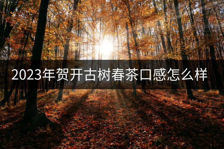 2023年賀開古樹春茶口感怎么樣？